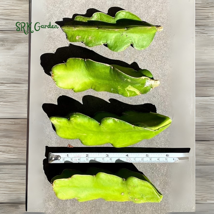 4 Fresh Red Dragon Fruit Live Vine Cuttings