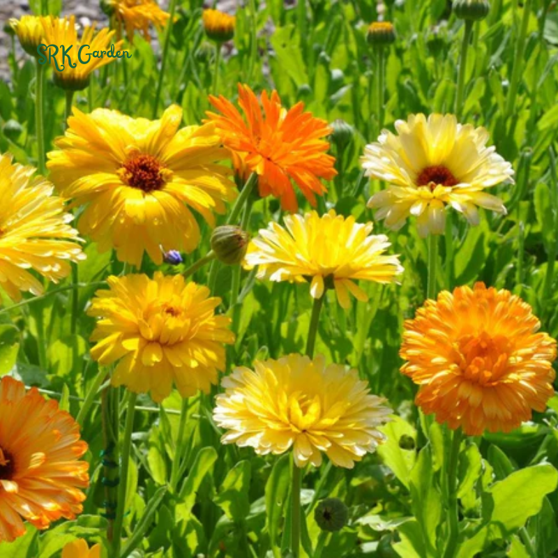 Calendula Pacific Beauty Mix 50 Seeds