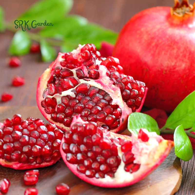 Sirenevyi Pomegranate Live Plant - Exotic Fruit-Bearing Plant, Hardy Pomegranate Tree, Tropical Garden