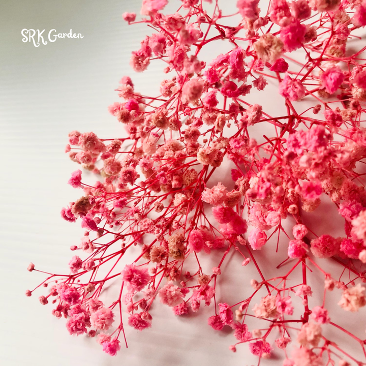 Deep Carmine Baby's Breath Seeds | 100 Seeds