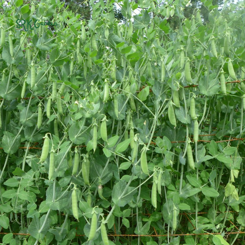 Super Sugar Snap Pea  | 20 Seeds