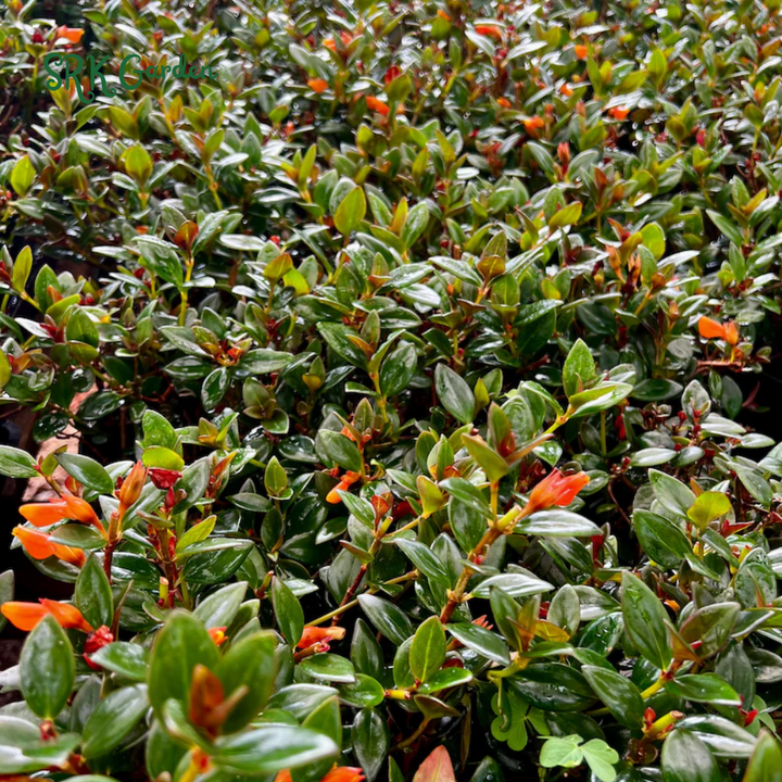 Goldfish plant, Columnea Nematanthus, Live Plant in 6" pot