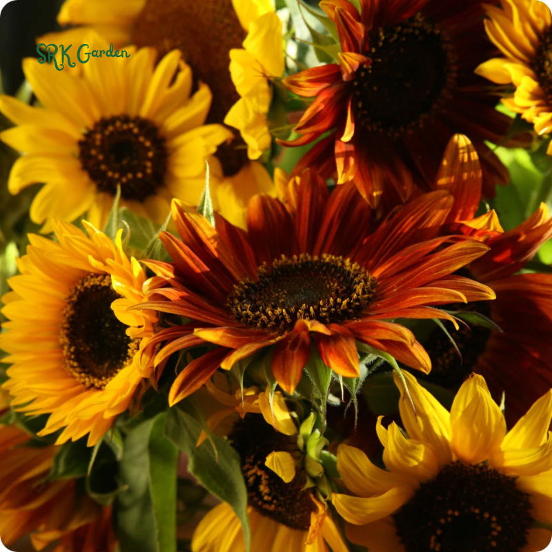 Autumn Beauty Sunflower Seeds for Planting