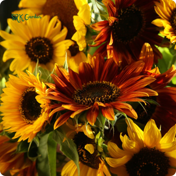 Autumn Beauty Sunflower Seeds for Planting