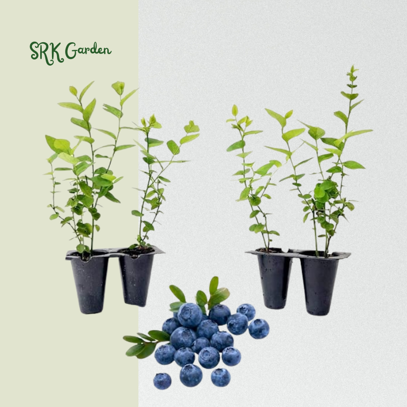 Blueberry Plant Emerald Live for Sale (4 Pack) | Easy to Grow Plants