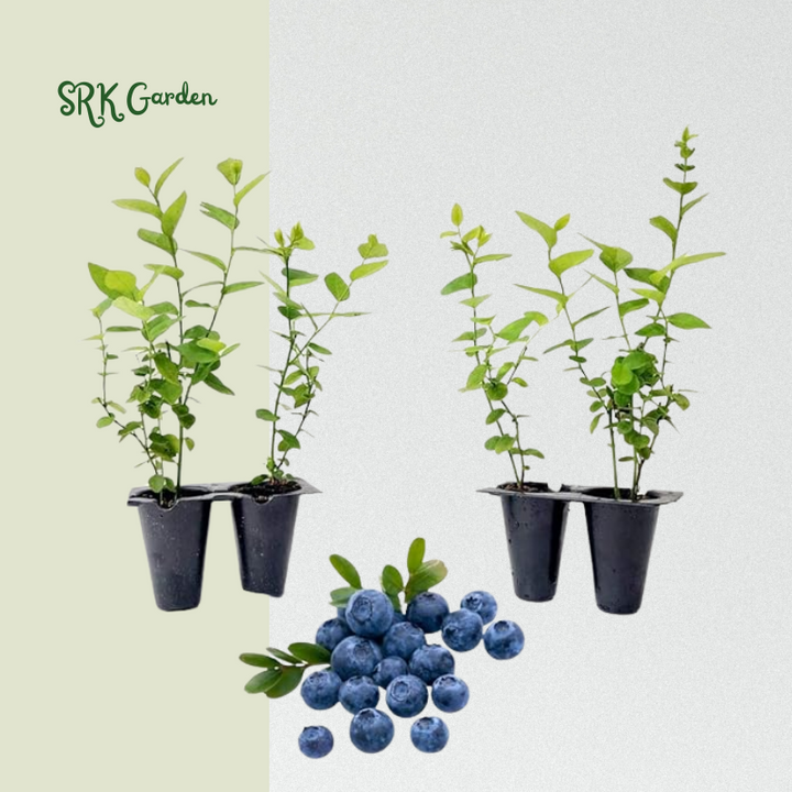 Blueberry Plant Emerald Live for Sale (4 Pack) | Easy to Grow Plants