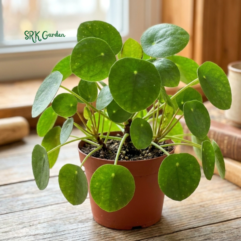 Chinese Money Plant (Pilea Peperomioides) 2.5" pot