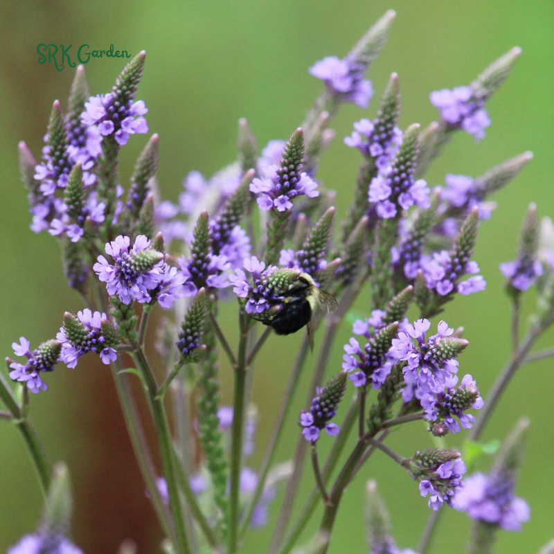 Blue Vervain Seeds | 200 seeds