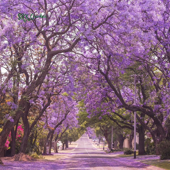 Jacaranda Tree, 3-4 Inch Tall Bonsai Tree in 2-Inch Pot, Trees Live Plants Outdoor Hardiness Zones 9-11