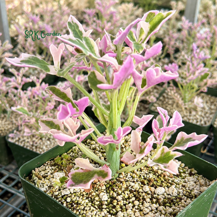 Lavender Fantasy | Variegated Senecio Articulatus Live Plant in 4 inch pot