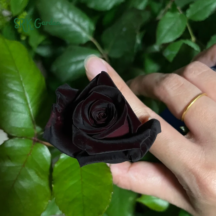 Black Rose Seeds | Late Winter to Early Spring Planting Time
