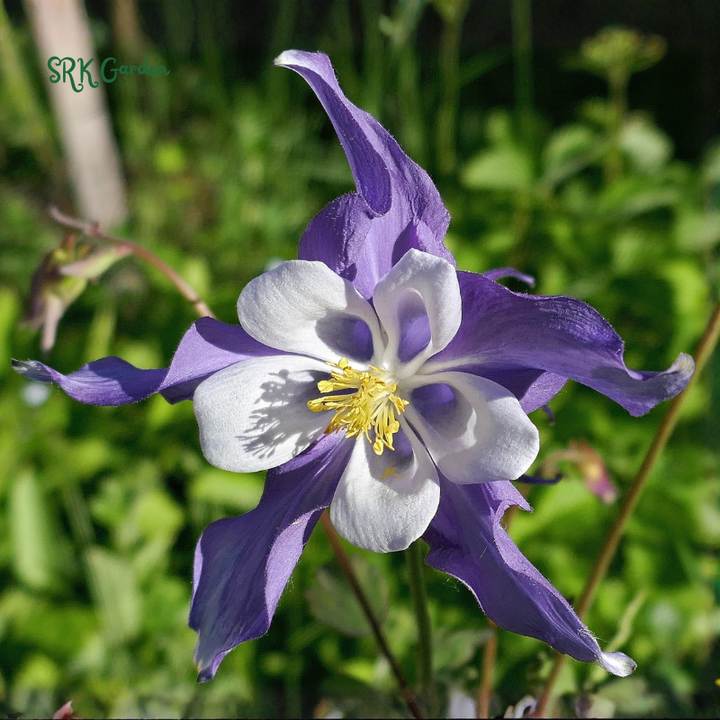 Colorado Blue Columbine Seeds | 100 Seeds