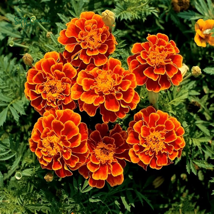 Sparky French Marigold Seed | 300 seeds