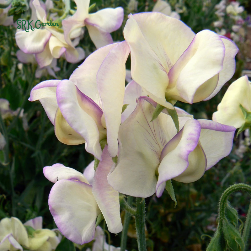 High Scent Sweet Pea Seeds | 20 Seeds