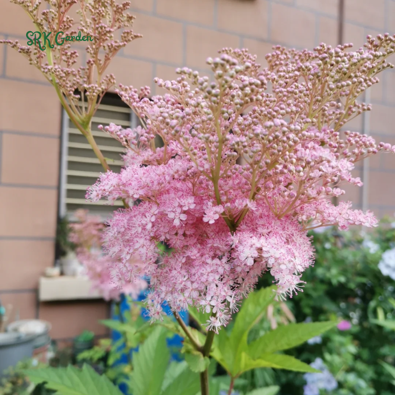 Queen of the Prairie Seeds | 25 Seeds