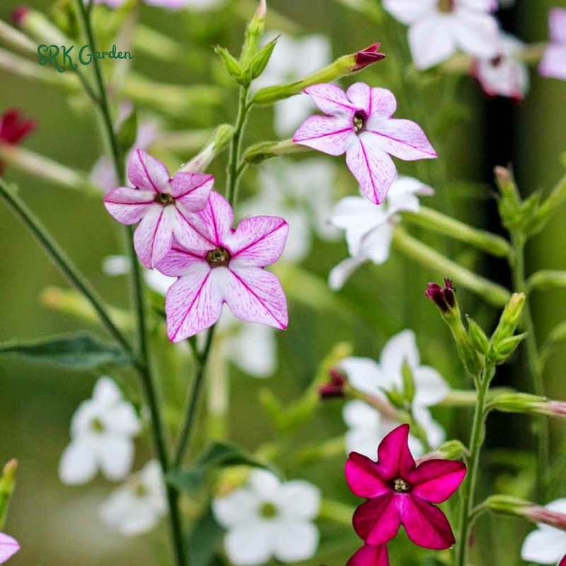 Sensation Flowering Tobacco Seed Mix, Nicotiana alata | 500 Seeds