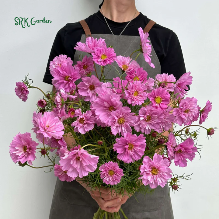 Double Click Rose Bonbon Cosmo Seeds | 25 Seeds
