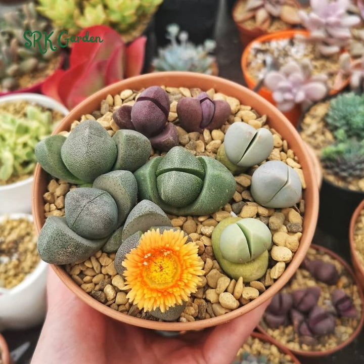 Split Rock, Living Rock, Pleiospilos Nelii in 3.5" pot