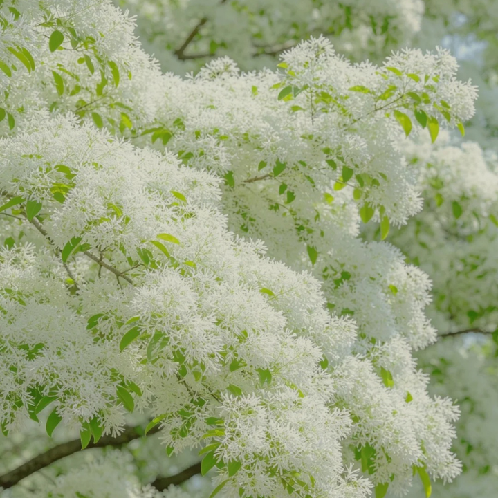 Fall Willow Flower Live Plant – 8–16 Inches Tall | White Flowering Perennial Tree
