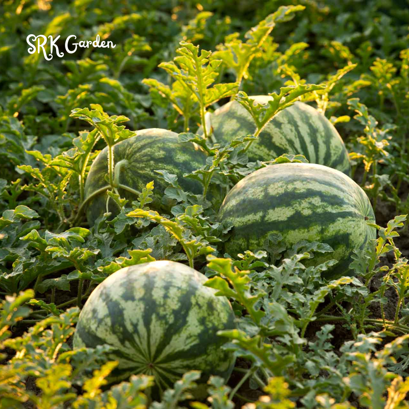 Organic Watermelon Seeds, Easy to grow