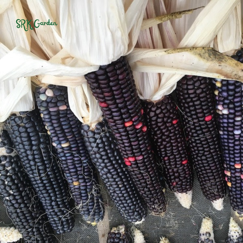 Hopi Blue Corn Seeds | 25 Seeds