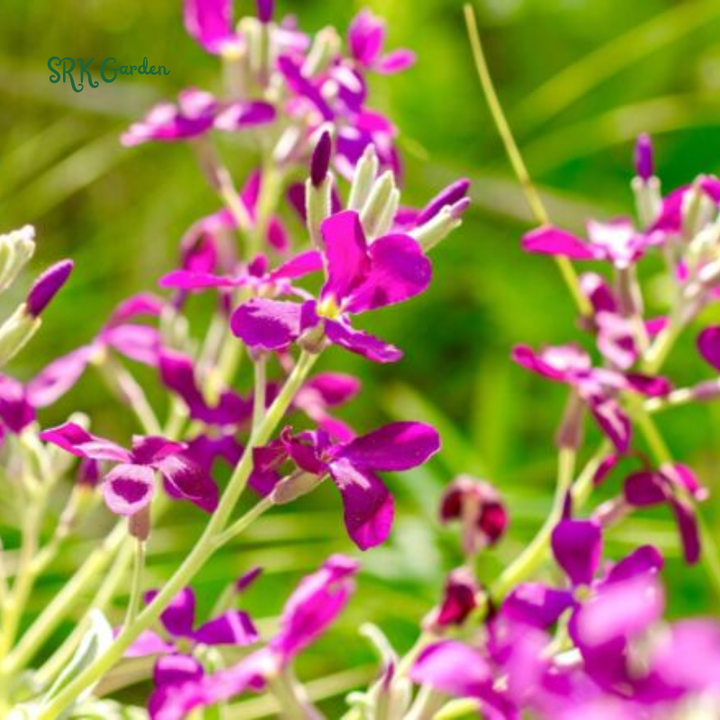 Evening Scented Stock Seeds | 2500 Seeds
