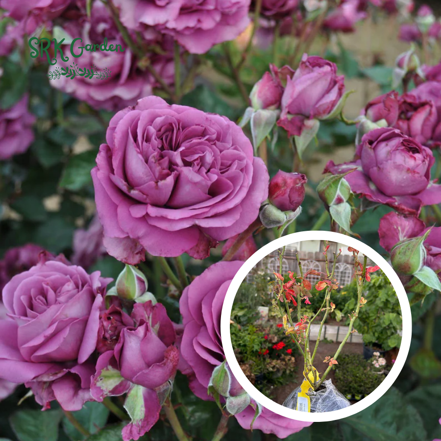 Climbing rose Live Plants