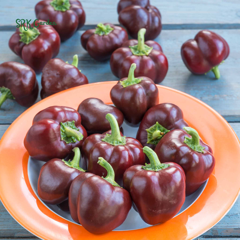 Miniature Chocolate Sweet Bell Pepper | 20 Seeds