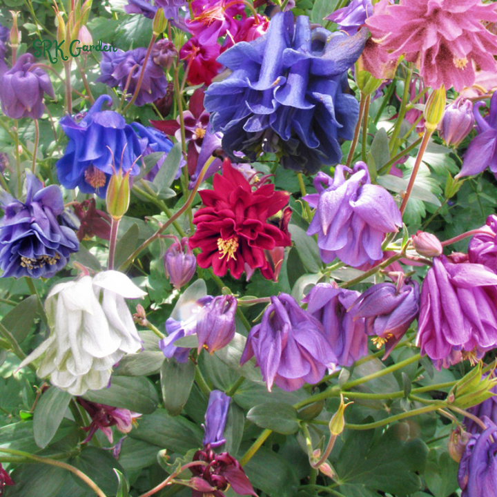 Double Mixed Columbine seeds | 100 Seeds