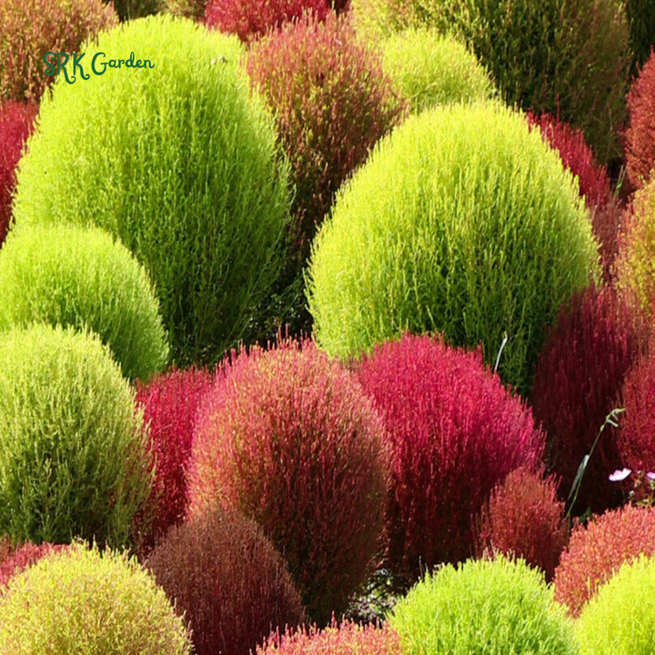 Burning Bush Summer Cypress Seeds | 30 Seeds