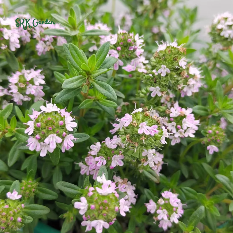 Organic French Thyme Seeds | 200 Seeds