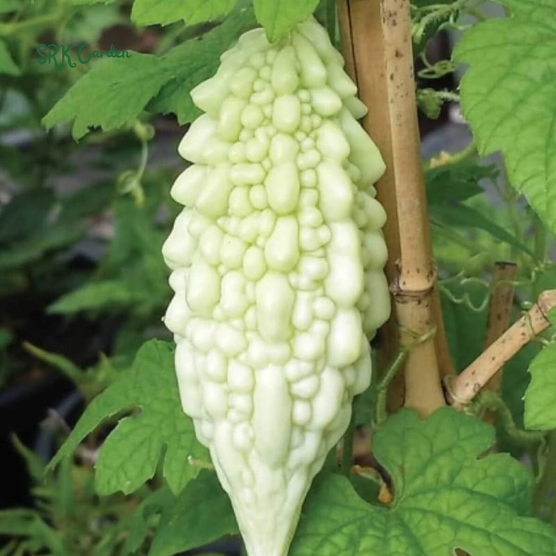 White Skin Bitter Gourd 10 Seeds