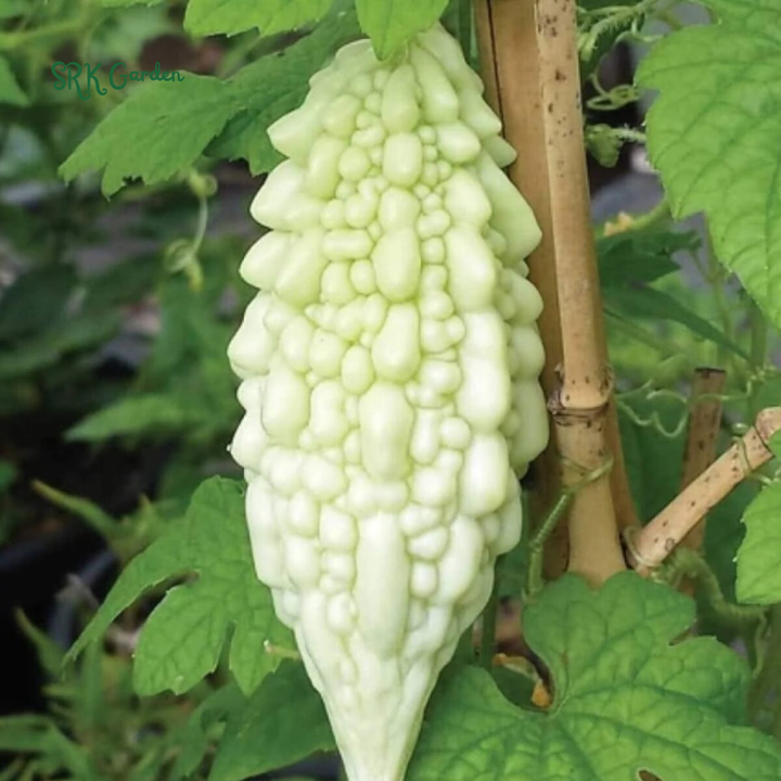 White Skin Bitter Gourd 10 Seeds