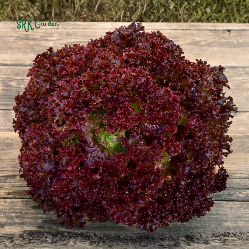 Organic Red Salad Bowl Lettuce - Lollo Rosso | 250 Seeds