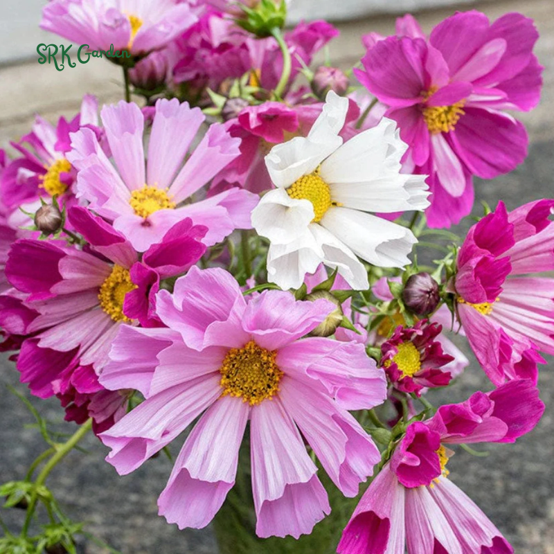 Sea Shells Cosmos Seeds for planting | 100 Seeds