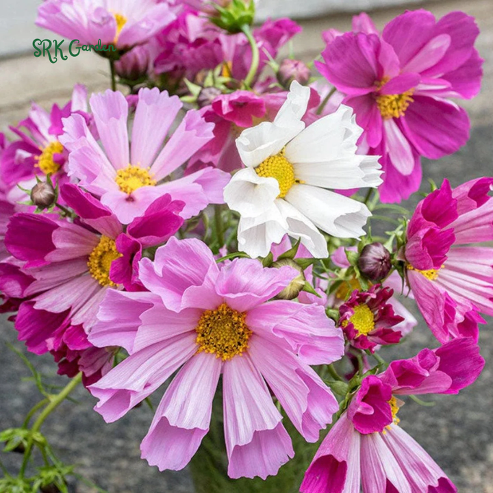 Sea Shells Cosmos Seeds for planting | 100 Seeds