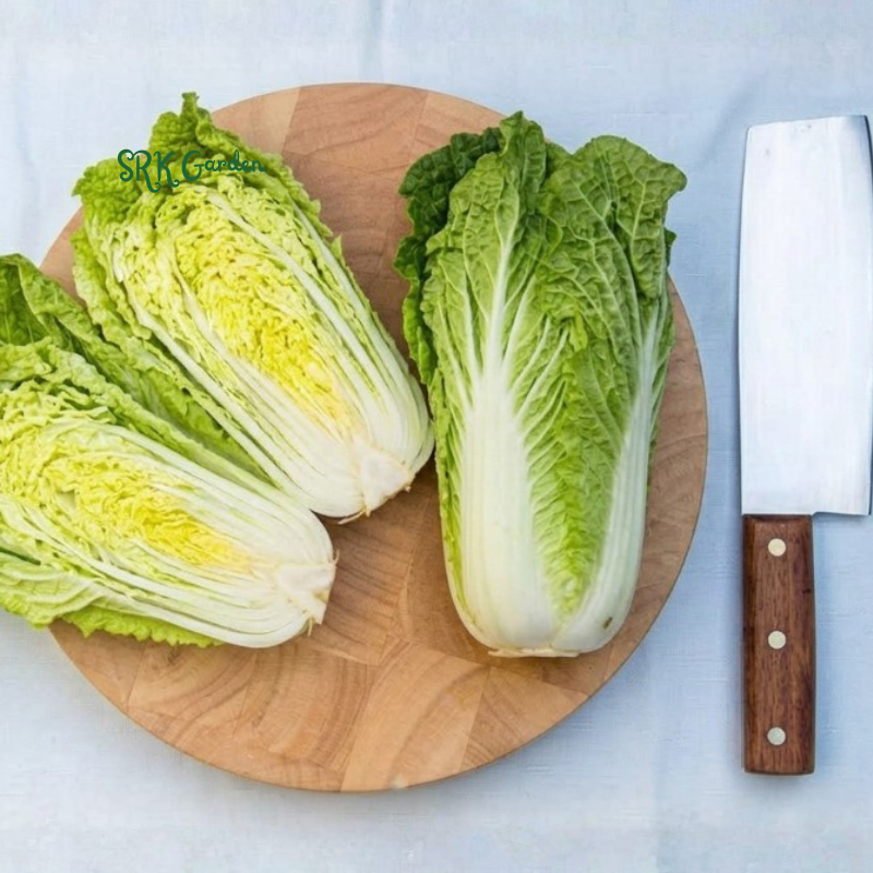 Mini Napa Cabbage Mini Kisaku | 50+ Seeds