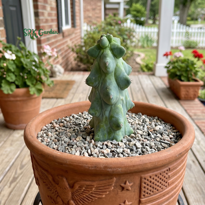 Boobie Cactus | Myrtillocactus geometrizans ‘Fukurokuryuzinboku’ | Rare Exotic Cactus in 4", 6", 8" Pot