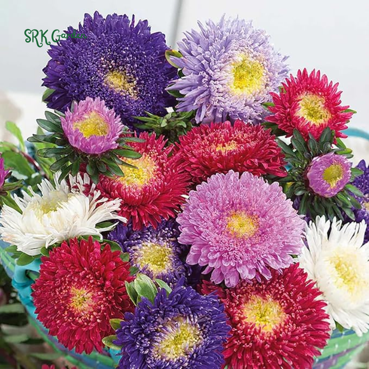 China Aster Seeds 'Giants of California' 1000 Seeds