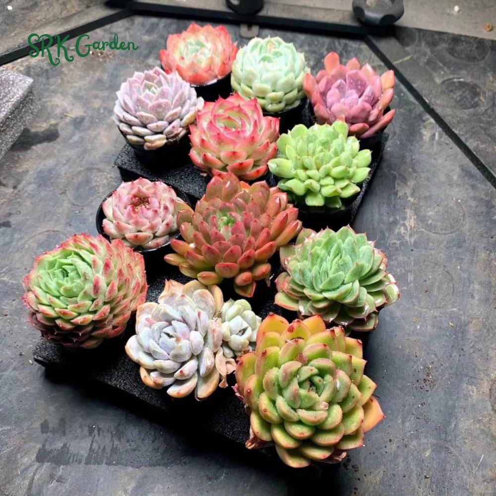 Succulents Mystery Box  6 - 12 pcs, Live Plants in 4'' pot