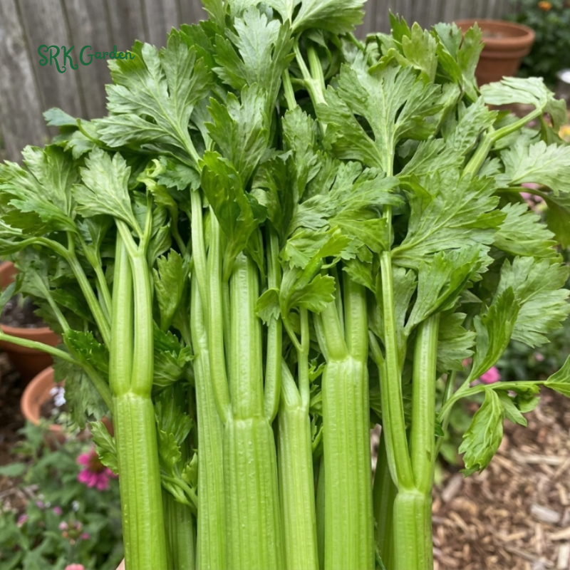 300+ Tendercrisp Celery Seeds