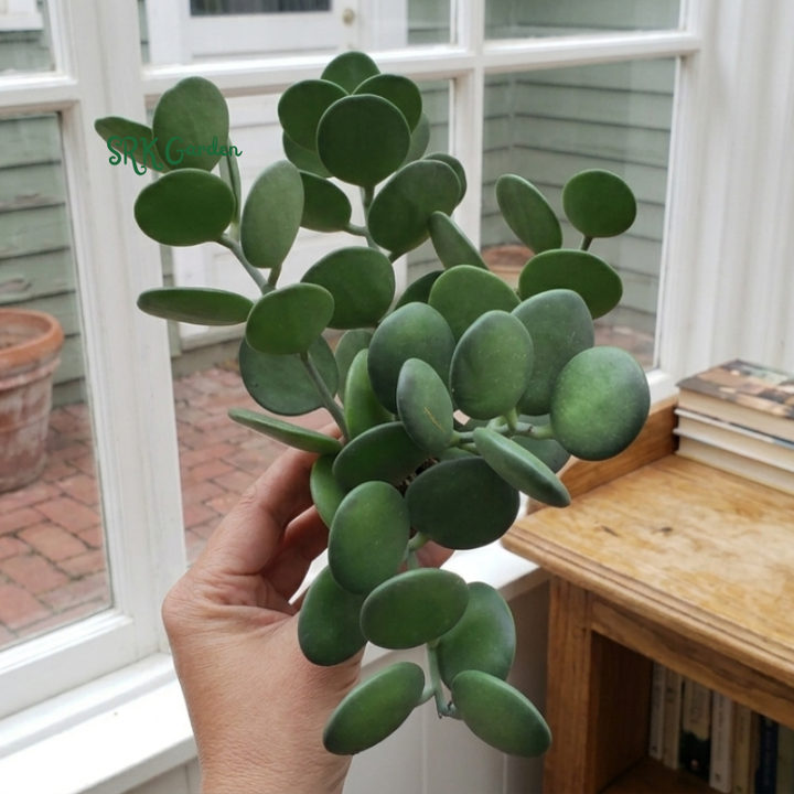 String of Coins | Silver Dollar Vine | Xerosicyos Danguyi Live plant in 4 in pot