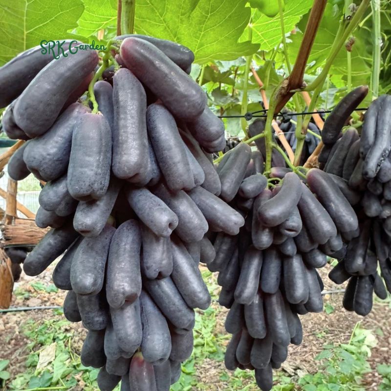 Sweet Sapphire Grape Vine Plant Exotic Ornamental Fruit Tree Seed for Planting