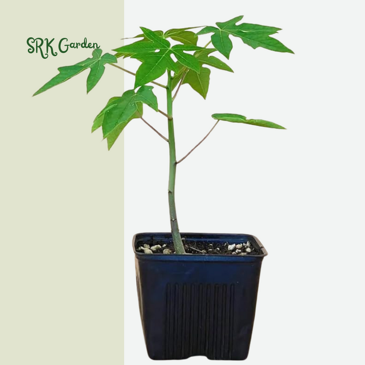 Dwarf Papaya Red Lady Live Tree Plant - Dwarf Tropical Fruit Starter |  Rooted in 3-Inch Pot