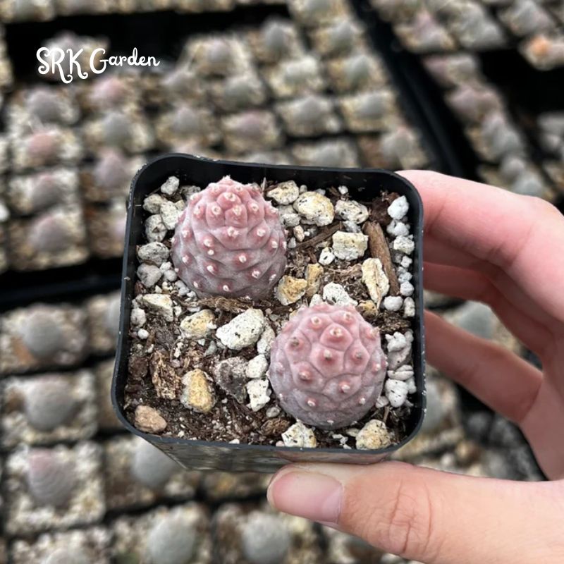 Pine Cone Cactus, Pink Plant, Colorful Live Cactus, Rare Succulent, Live Plant in 2.5'' pot
