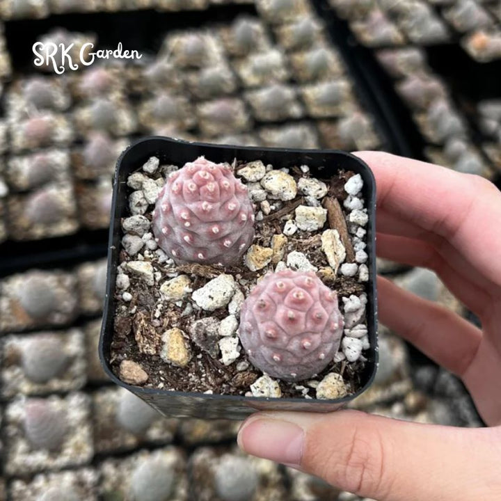 Pine Cone Cactus, Pink Plant, Colorful Live Cactus, Rare Succulent, Live Plant in 2.5'' pot