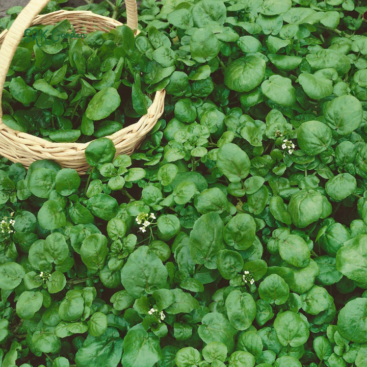 Watercress Seeds | 200 Seeds