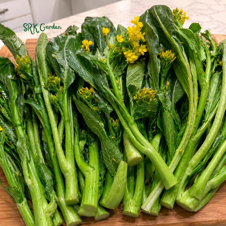 800+ Yu Choy Sum (Jung Green) Seeds