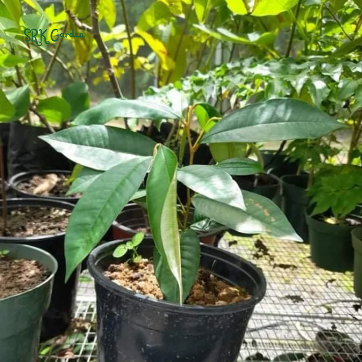 Caimito Purple Star Apple Chrysophyllum cainito Seedling Plant  4" - 6" Tall