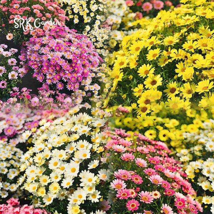 Pest Killer: Pyrethrum Daisy Seeds - Mixed Color